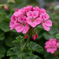 Pink Pelargonium Peltatum Flower Seeds for Planting Easy to Grow Heirloom & GMO Free Seeds for Home Garden
 
 Sale