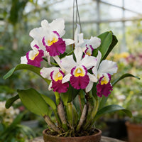 White Pink Cattleya Hybrida Flower Seeds for Planting  Seed for Elegant and Vibrant Blooms