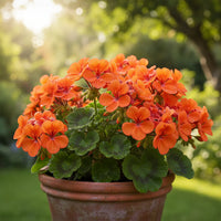 Orange Geranium Flower seeds for Planting - Vibrant Colors, Heirloom & GMO Free Seeds for Home Garden
