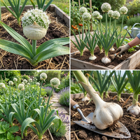 Elephant Garlic White Bulb Seeds for Home Garden and Culinary Growing