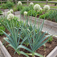 Elephant Garlic Seeds for Planting, White – Heirloom, Non-GMO, High Germination Organic Garden Seeds