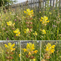 Rhinanthus minor Yellow Rattle Flower Seeds for Meadows, Wildflower Lawns, and Pollinator-Friendly Landscapes