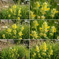 Yellow Rattle Flower Seeds for Meadows, Wildflower Areas, and Natural Garden Landscapes