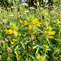 Yellow Rattle Flower Seeds for Meadows, Wildflower Areas, and Natural Garden Landscapes
