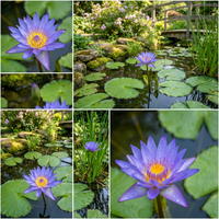 Blue Lotus Seeds (Nymphaea caerulea) – Heirloom, Non-GMO Water Garden Seeds