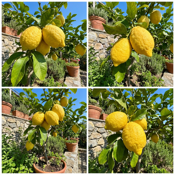 Italian Amalfi Lemon (Citrus limon) Traditional Fruit Variety for Home Garden Cultivation