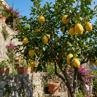 Italian Amalfi Lemon Fruit Variety for Home Garden Growing and Culinary Use
