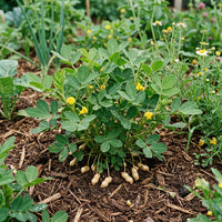 Arachis hypogaea Groundnut Plant Seeds for Home Garden Cultivation