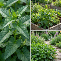 Good King Henry seeds for Planting - Shade Tolerant, Heirloom & GMO Free Seeds for Home Garden
