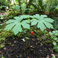 Goldenseal Root Seeds for Woodland Shade Gardens and Natural Landscape Growing