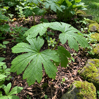 Hydrastis canadensis Goldenseal Root Seeds for Woodland Shade Garden Cultivation