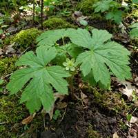 Goldenseal Root Seeds (Hydrastis canadensis) for Planting – Heirloom, Non-GMO Medicinal Herb for Shaded Gardens