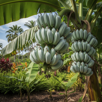 Blue Java Banana Seeds for Home Garden Growing Tropical Variety