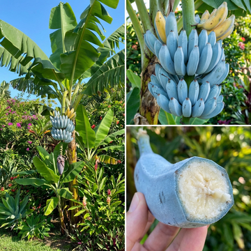 Blue Java Banana Seeds for Home Garden Growing Tropical Variety