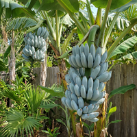 Blue Java Banana (Ice Cream Banana) Fruit Seeds for Planting – Heirloom Non-GMO Organic Garden Seeds