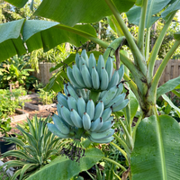 Blue Java Banana (Ice Cream Banana) Fruit Seeds for Planting – Heirloom Non-GMO Organic Garden Seeds