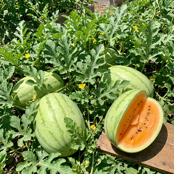 Tendersweet Orange Watermelon Seeds for Home Garden Growing and Summer Harvest