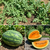 Citrullus lanatus Seeds for Home Garden Growing and Summer Harvest give description