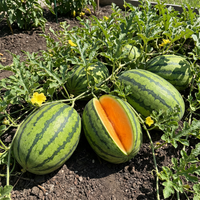 Citrullus lanatus Seeds for Home Garden Growing and Summer Harvest give description