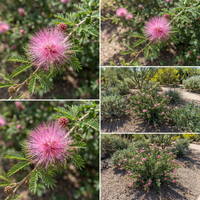 Calliandra eriophylla Pink Flower Seeds for Home Garden and Ornamental Landscaping