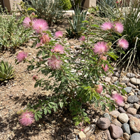 Calliandra eriophylla Pink Flower Seeds for Home Garden and Ornamental Landscaping