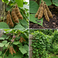 Pueraria lobata Kudzu Vine Seeds for Traditional Garden Growth and Landscape Cover