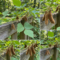 Kudzu Vine Seeds for Traditional Garden Growing and Natural Ground Cover Use