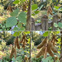 Kudzu Vine Seeds for Traditional Garden Growing and Natural Ground Cover Use