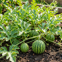 Citrullus lanatus Seedless Watermelon Fruit Variety for Home Garden Cultivation