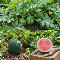 Citrullus lanatus Seedless Watermelon Fruit Variety for Home Garden Cultivation
