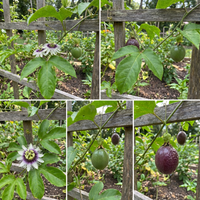 Passiflora edulis Purple Passion Fruit Seeds for Home Garden and Climbing Vine Growth
