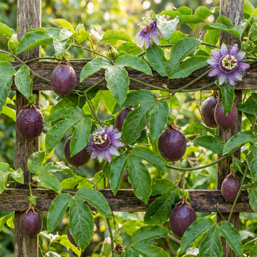 Passiflora edulis Purple Passion Fruit Seeds for Home Garden and Climbing Vine Growth