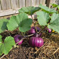 Purple Pumpkin Seeds for Home Garden Growing with Decorative and Culinary Variety