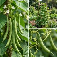 Heirloom Missouri Wonder Pole Bean Seeds – Climbing Green Beans for Planting, Non-GMO, Organic Garden Seeds