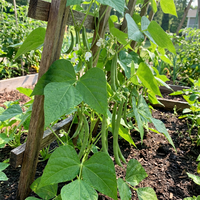 Missouri Wonder Pole Bean Seeds for Home Garden Climbing Green Bean Variety