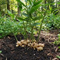 Zingiber officinale Ginger Root Rhizomes for Home Garden Growing and Culinary Use