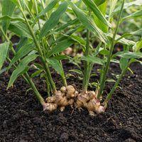 Zingiber officinale Ginger Root Rhizomes for Home Garden Growing and Culinary Use