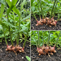 Organic Ginger Root Rhizomes seeds for Planting – High Yield, Non-GMO Herb for Culinary & Wellness Gardens