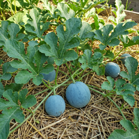 Blue Watermelon (Citrullus lanatus) Fruit Seeds for Home Garden Growing