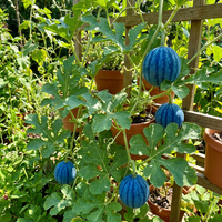 Blue Watermelon (Citrullus lanatus) Fruit Seeds for Home Garden Growing