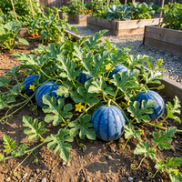 Blue Watermelon (Citrullus lanatus) Fruit Seeds for Home Garden Growing