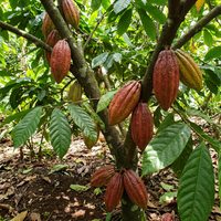 Cacao Fruit Seeds for Tropical Garden Growing Chocolate Tree Variety