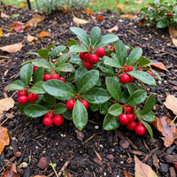 Heirloom Red Wintergreen Fruit Seeds for Planting – Hardy Berries for a Vibrant Garden, Non-GMO Seeds