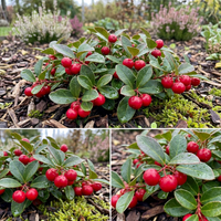 Heirloom Red Wintergreen Fruit Seeds for Hardy Berry Producing Garden Plants