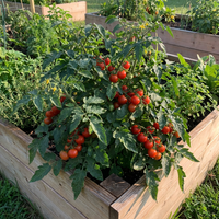 Phoenix Hybrid Tomato (Solanum lycopersicum) Seeds for Home Garden Growing
