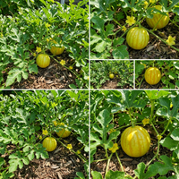 Citrullus lanatus Yellow Watermelon Seeds for Home Garden Growing Traditional Variety