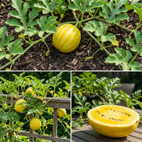 Yellow Watermelon Fruit Seeds for Planting – Heirloom Non-GMO, High Germination Organic Garden Seeds
