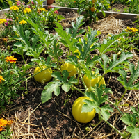 Yellow Watermelon Fruit Seeds for Planting – Heirloom Non-GMO, High Germination Organic Garden Seeds