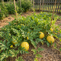 Citrullus lanatus Yellow Watermelon Seeds for Home Garden Growing Traditional Variety