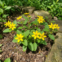 Chrysogonum virginianum – Green and Gold Perennial Flower Seeds